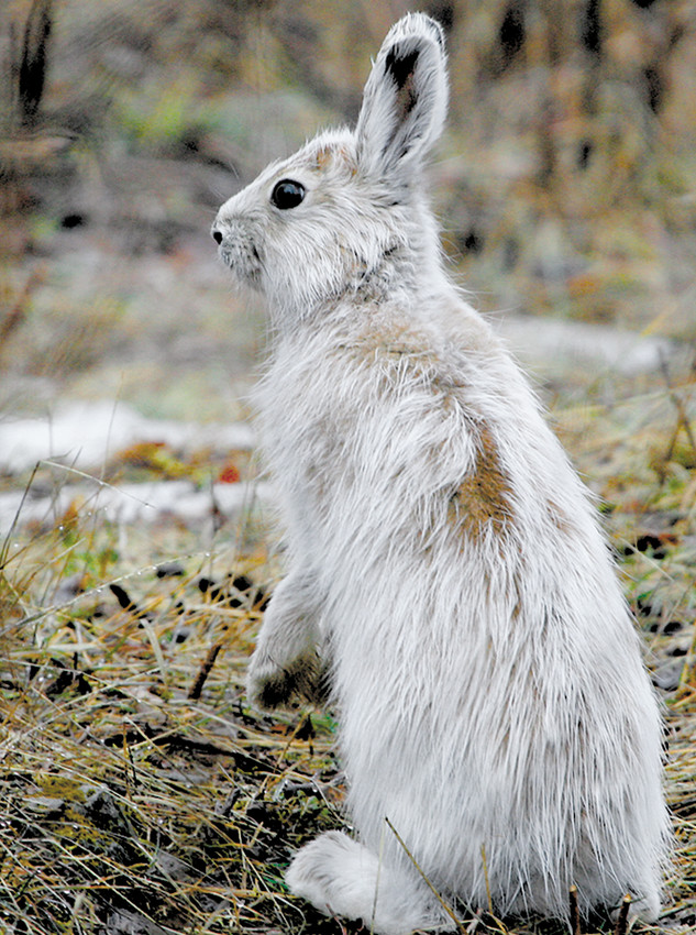 For snowshoe hares, it’s time for a change - The Timberjay